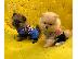 PoulaTo: Dos cachorros de pomerania